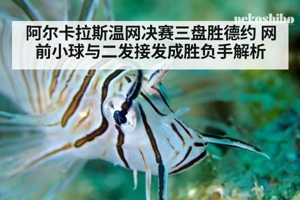 阿尔卡拉斯温网决赛三盘胜德约 网前小球与二发接发成胜负手解析